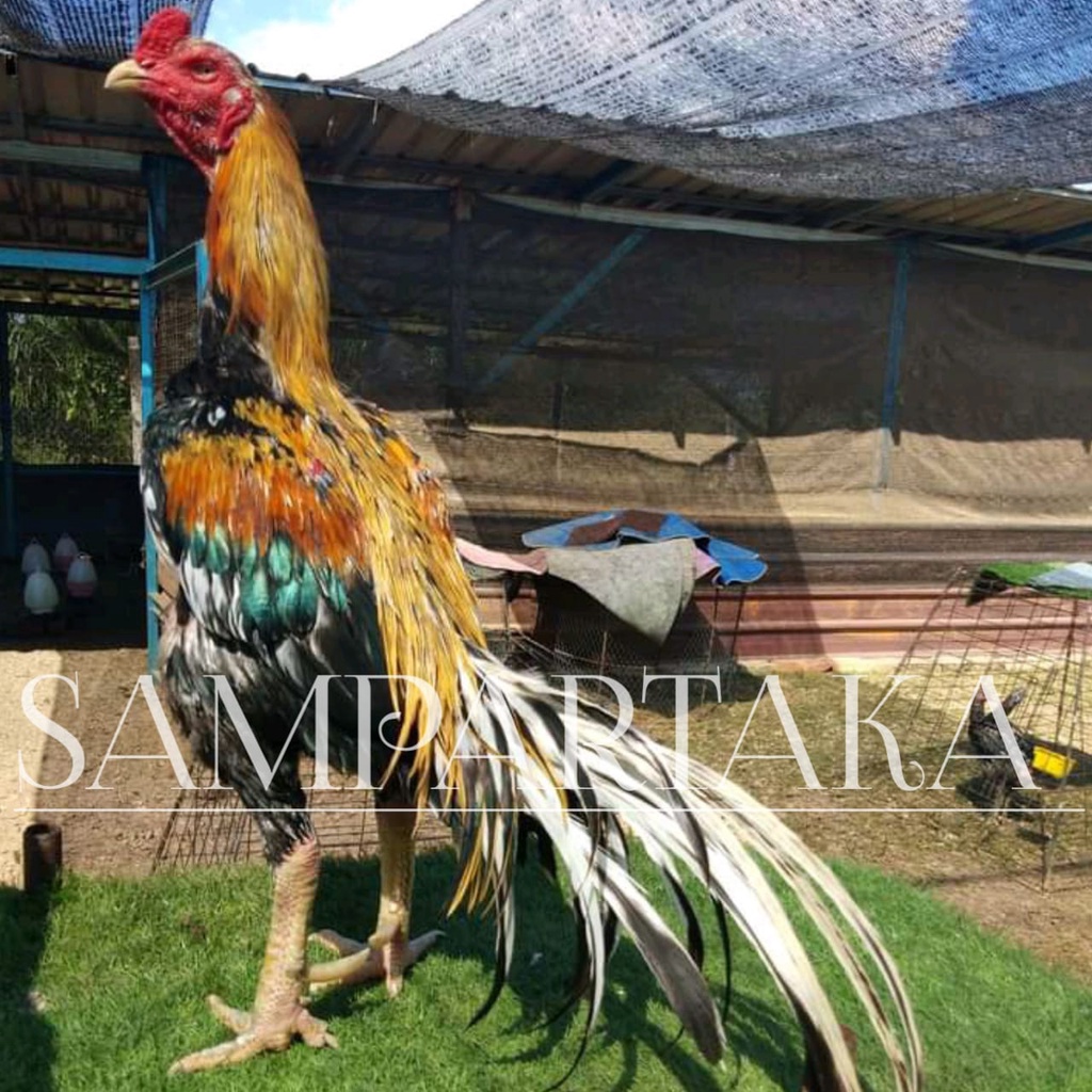 ayam bangkok pakhoy ori bibit pakoy asli ekor lidi telur plucker thailand koytrad sampartaka
