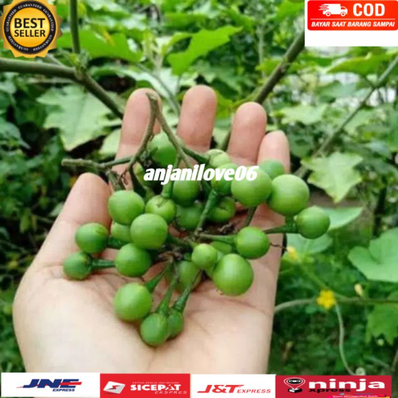 

BUAH CEPOKAK/TAKOKAK FRES 500gr