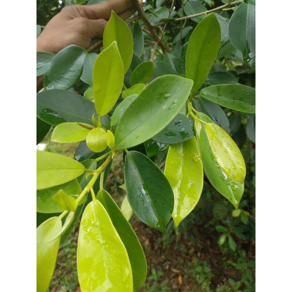 bibit bonsai beringin panda/ficus golden/super