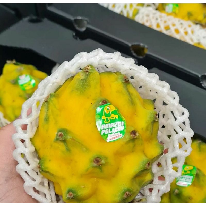 

Buah naga kuning import | dragon fruit yellow | 500 grm
