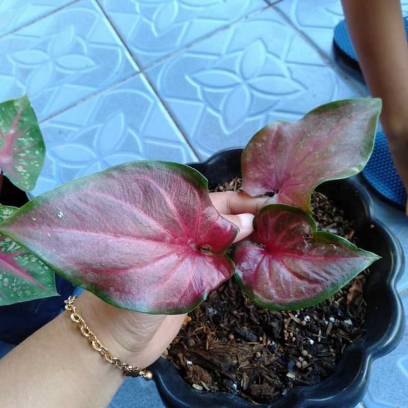 keladi_merah_keladi_minyak