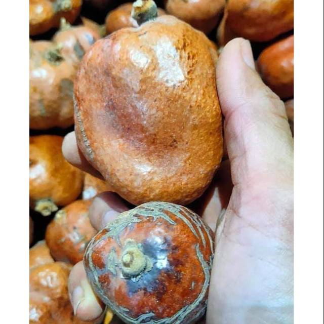 BUAH ZURIAT MESIR 1KG/ DOUM MESIR/PROMIL | Shopee Indonesia