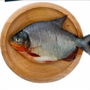

Ikan Bawal Segar 1 kg