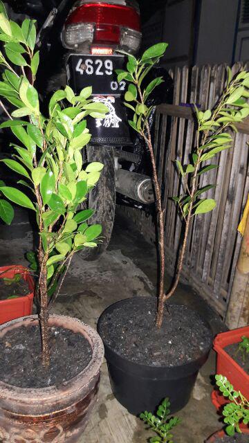 Bibit Beringin Kimeng Bahan Bonsai