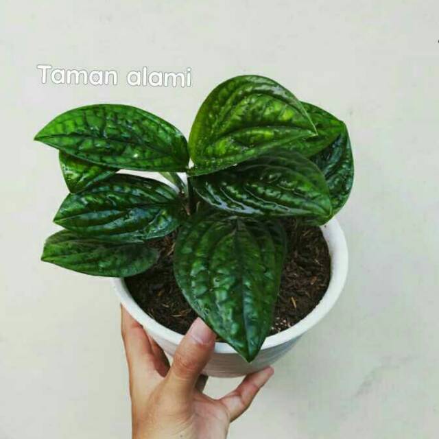 tanaman hias sirih badak - tanaman gatung sirih badak - tanaman indoor sirih badak