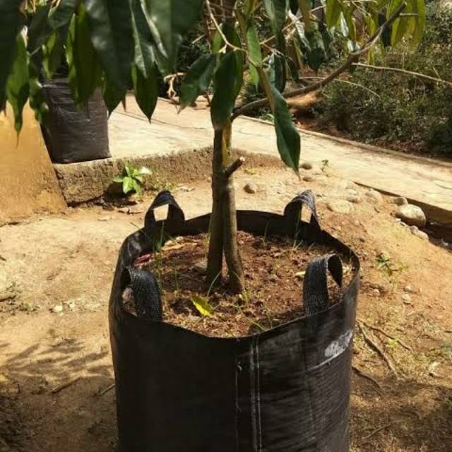 Planter bag 500 liter pot tanaman buah