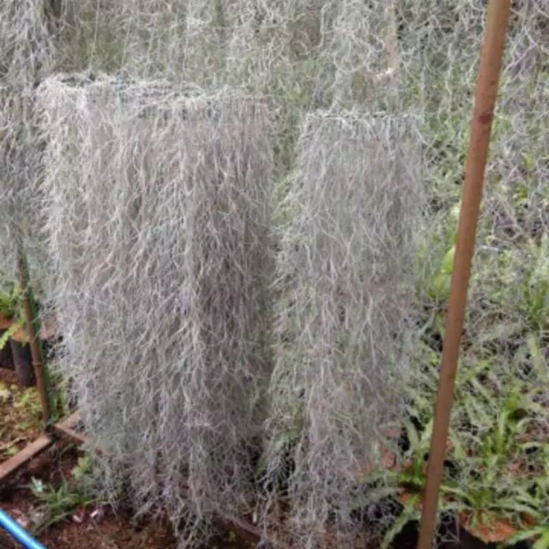Jenggot Musa / Spanish Moss / Tillandsia Usneoides