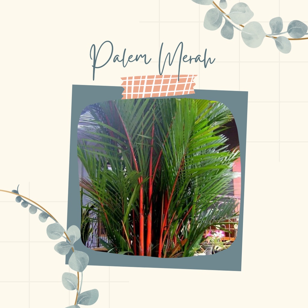 Tanaman Hias Palem Merah Bibit Palem Merah Bibit Pohon Palem Merah