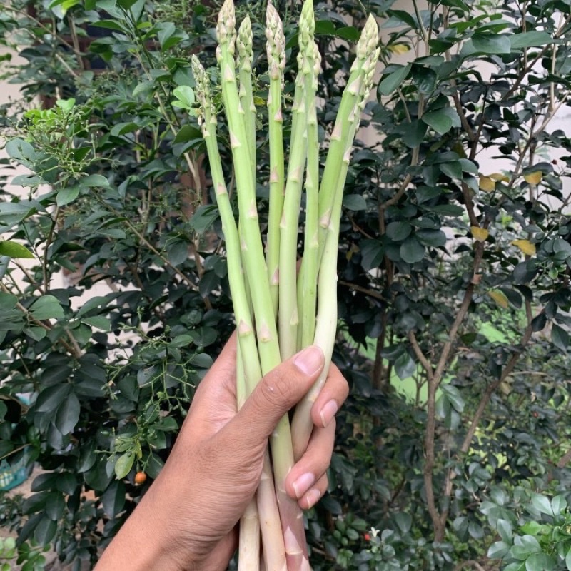 

Asparagus / asparagus organik