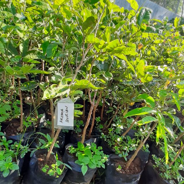 Kelengkeng aroma durian