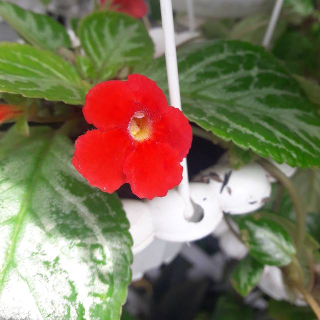 Episcia hijau speadermint / episcia hijau silver