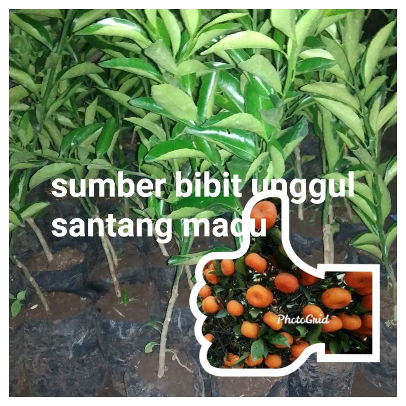 bibit jeruk santang madu super