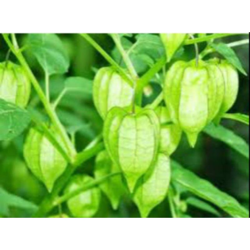 

ekstrak ciplukan 300gr