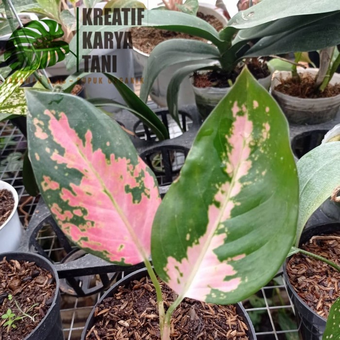 Tanaman hias aglonema red kochin - Tanaman aglonema kocin - BIBIT/ANAKAN