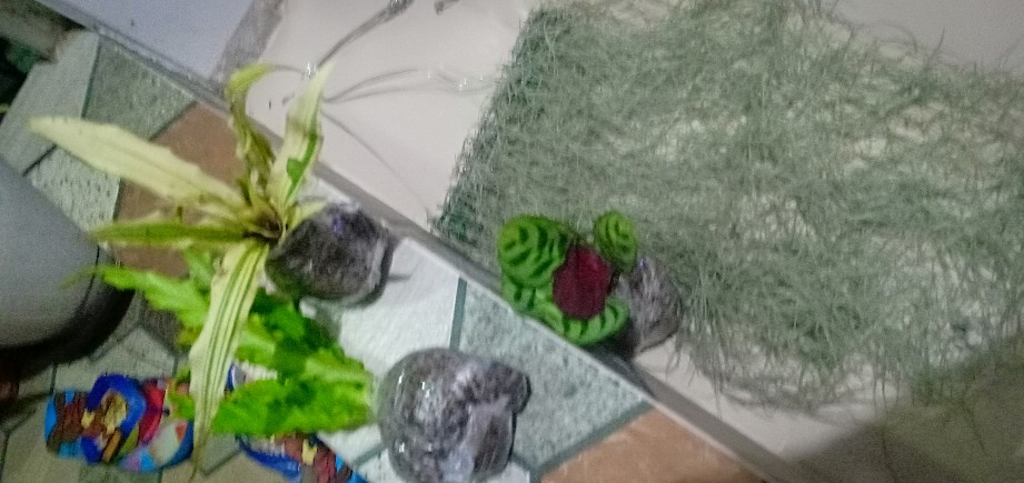 Tilandsia Atau Jenggot Musa Atau Jenggot Dewa 40 Cm