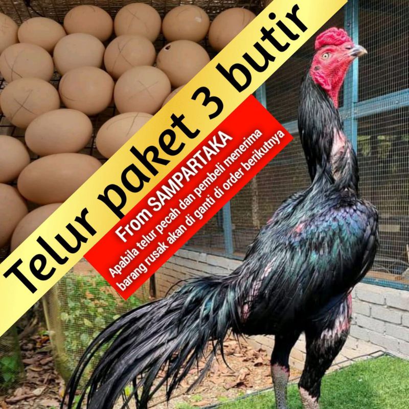 telur fertil ayam Bangkok ekor lidy super pakhoy