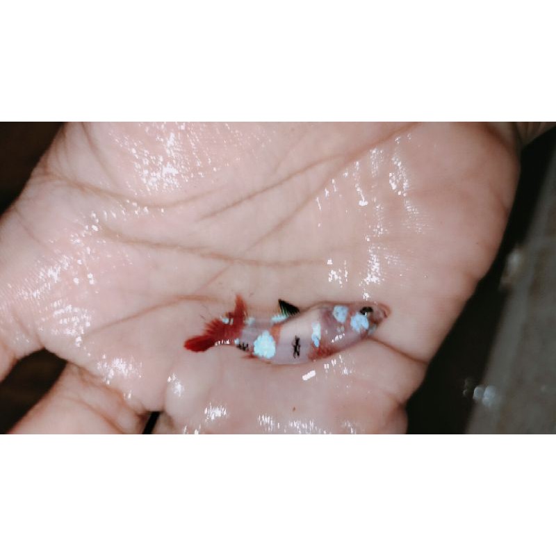 CuPang betina Koi Galaksi