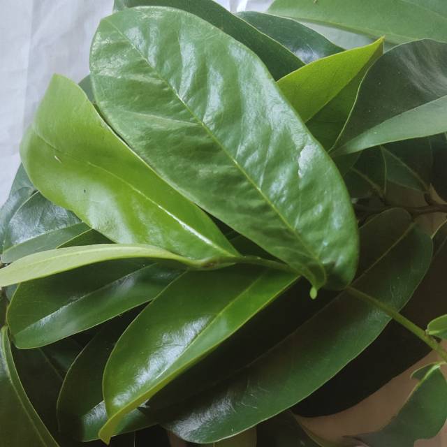 

Hemat 300 grm daun sirsak fresh