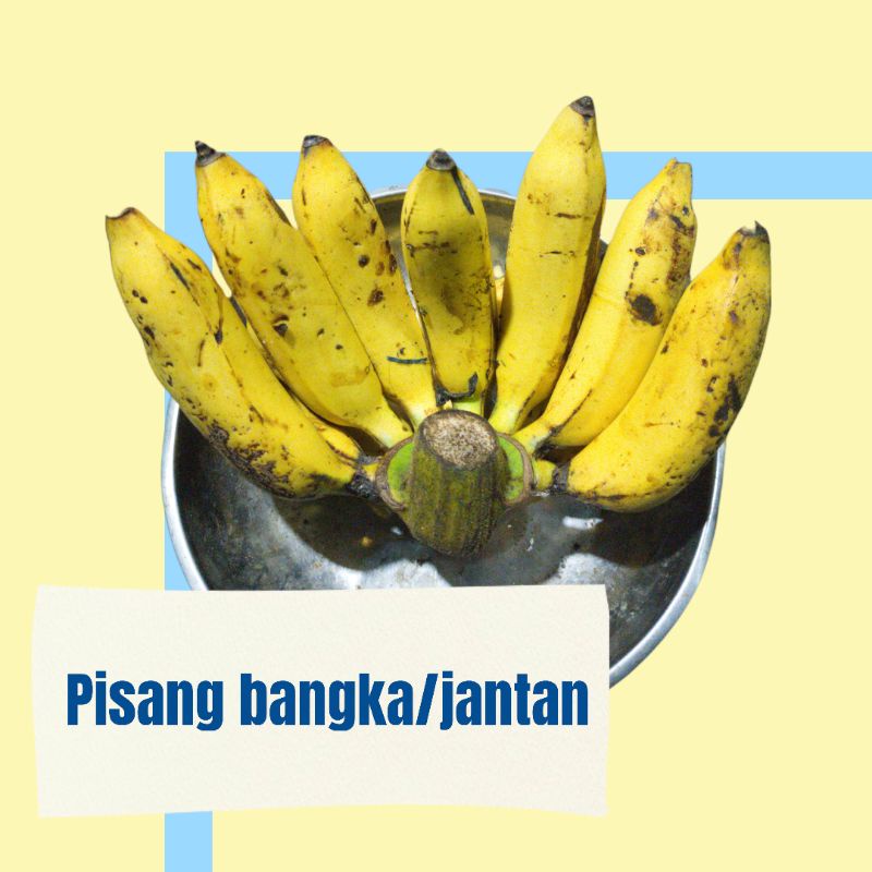 

PISANG BANGKA / JANTAN