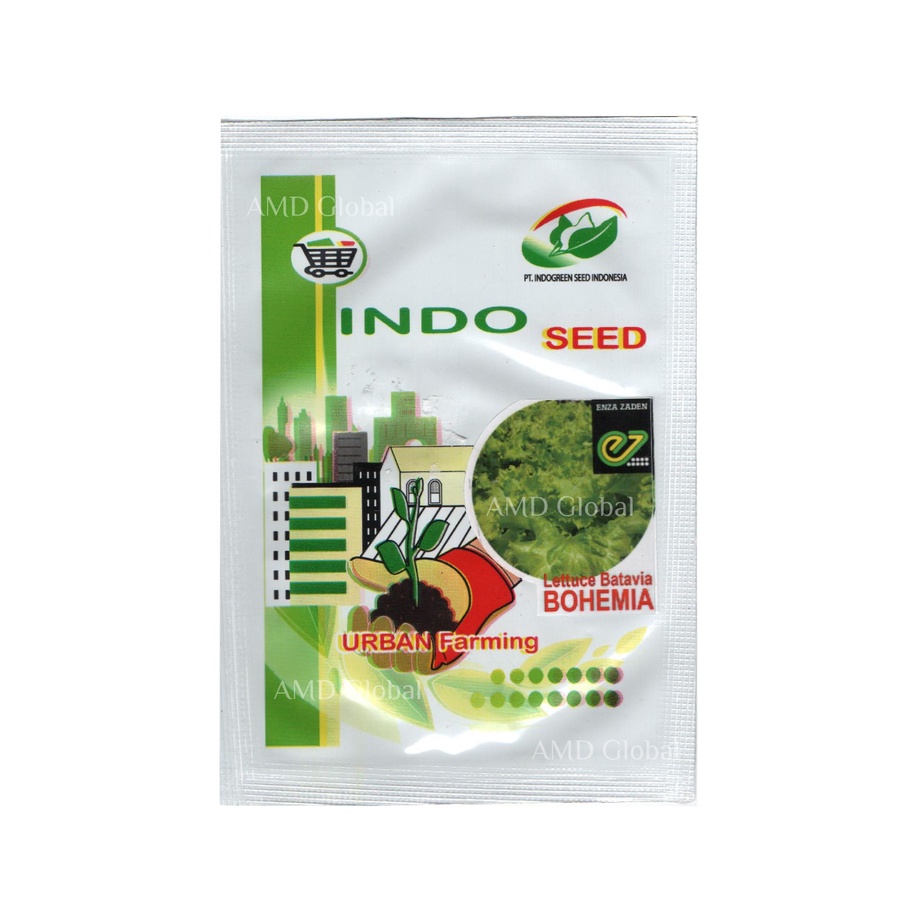 Benih Selada Bohemia / Lettuce Batavia Bohemia Enza Zaden EZ Indogreen