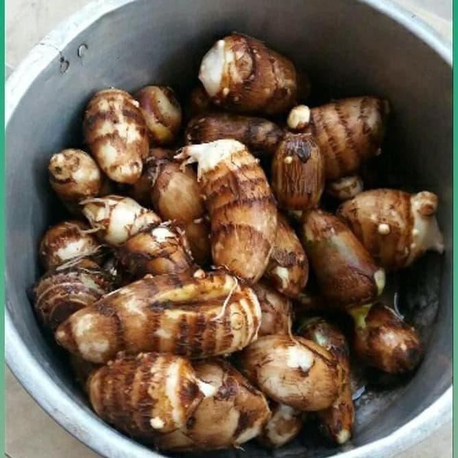 Voc Bibit Tanaman Talas Satoimo Jepang