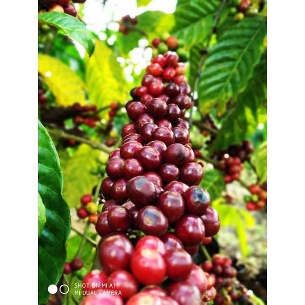 

kopi robusta asli lampung