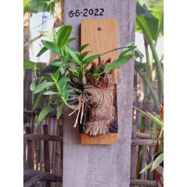 pot tempel anggrek pot anggrek akar pakis pot kayu tempel