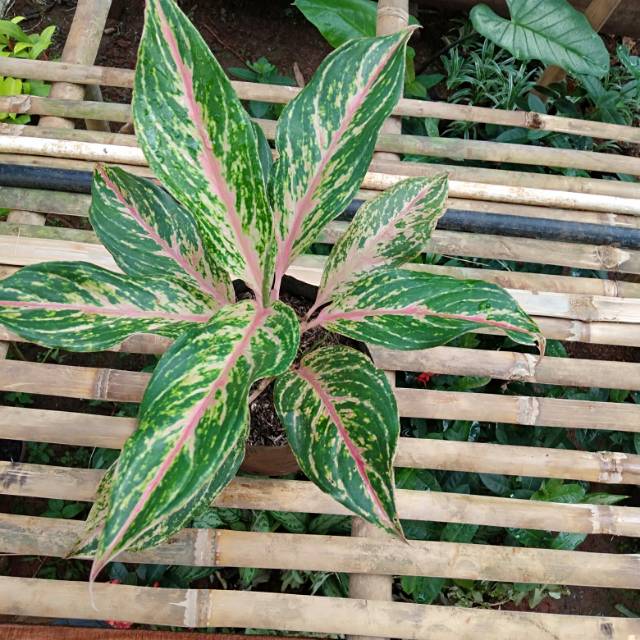 Tanaman Hias Aglonema Butterfly - Aglonema Butterfly