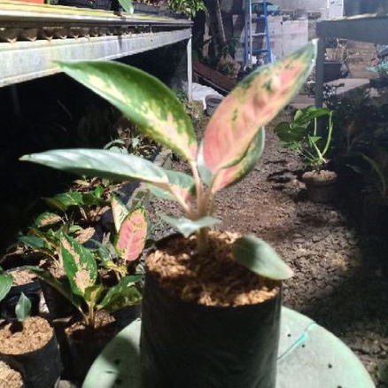 Aglonema khocin, Aglonema khocin