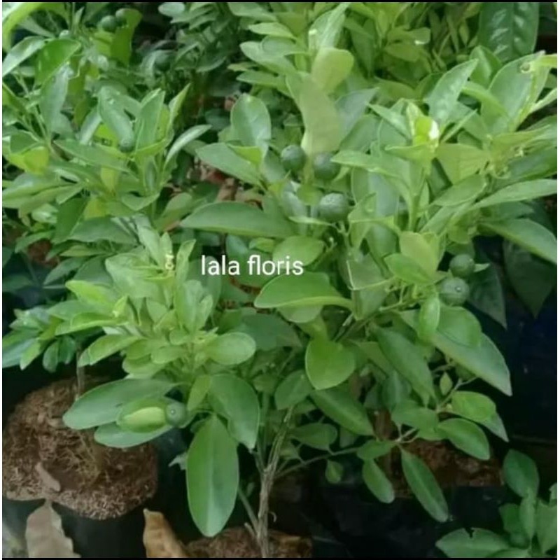 tanaman jeruk sonkit sudah berbuah