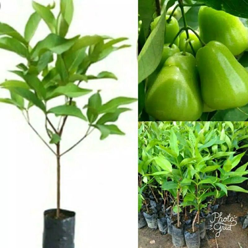Hibit JAMBU TAIWAN SUPER GREEN