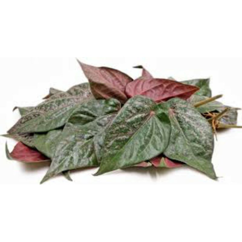 

Daun sirih merah (per lembar)