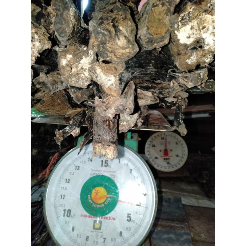 BAHAN AKAR BAHAR HITAM UKURAN JEMPOL TELUNJUK KELINGKING1KILO