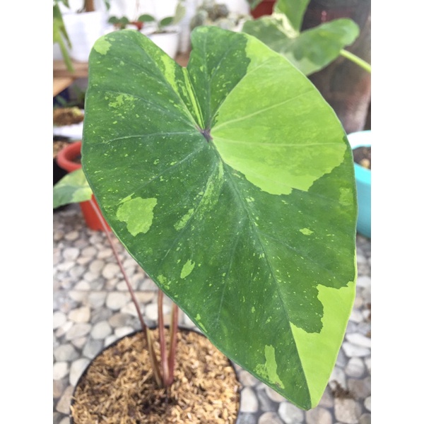 Colocasia Lime Gecko Lagkah Termurah