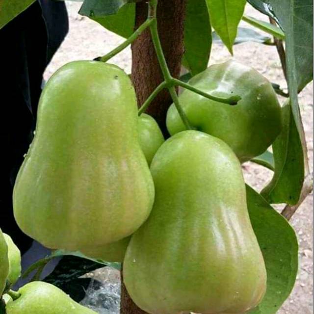Bibit jambu air madu deli hijau