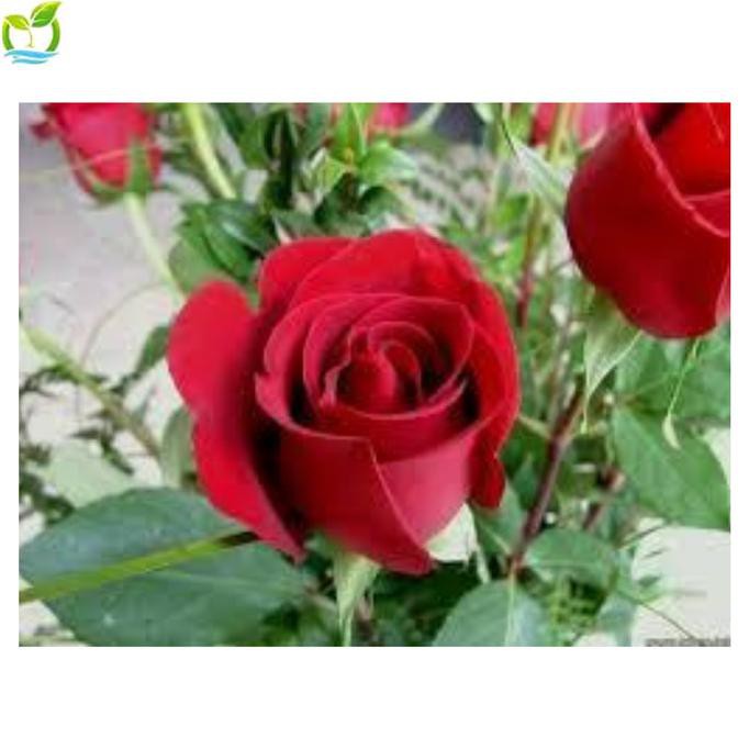 Benih Bibit Bunga Mawar Merah Isi 10 Biji Import Holland Berkualitas wangi