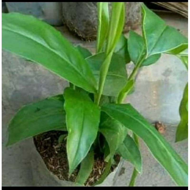 Pohon Lengkuas-Tanaman Lengkuas