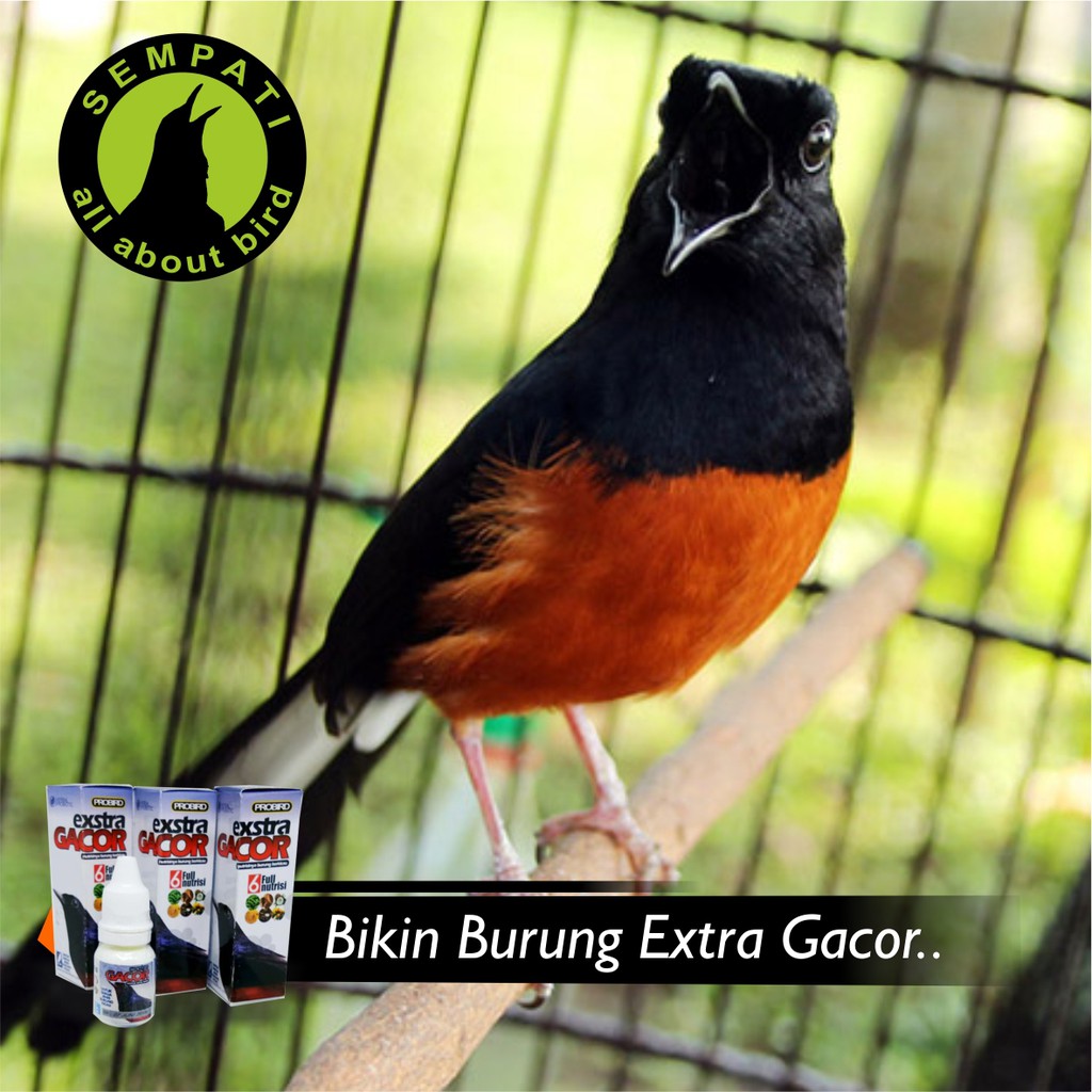 Extra Gacor 6 Full Nutrisi Probird Vitamin Burung Meningkatkan