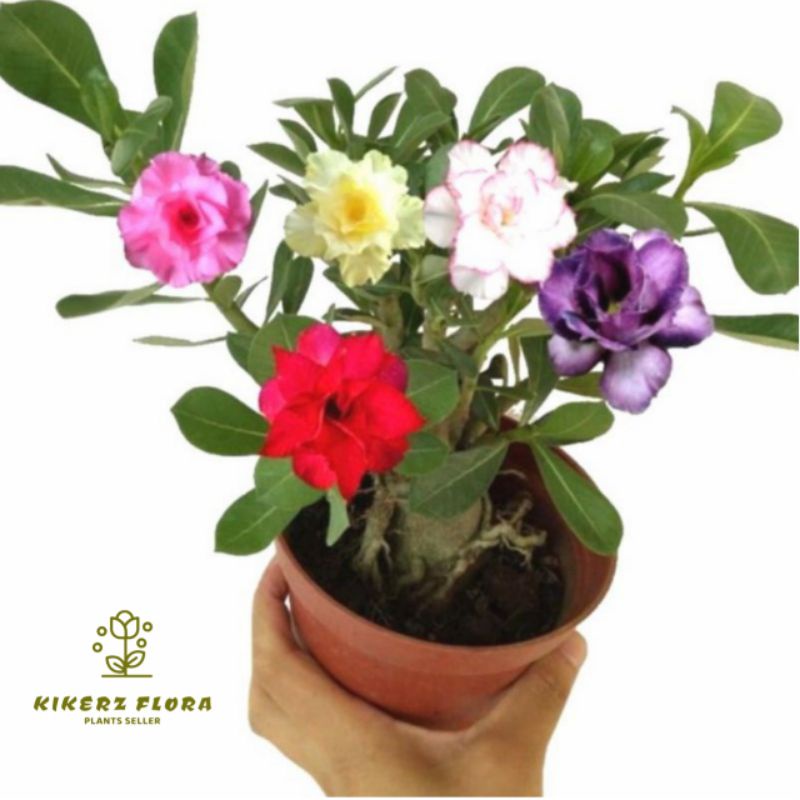 PROMO!!! TANAMAN HIAS ADENIUM KAMBOJA JEPANG BUNGA TUMPUK// 5 WARNA