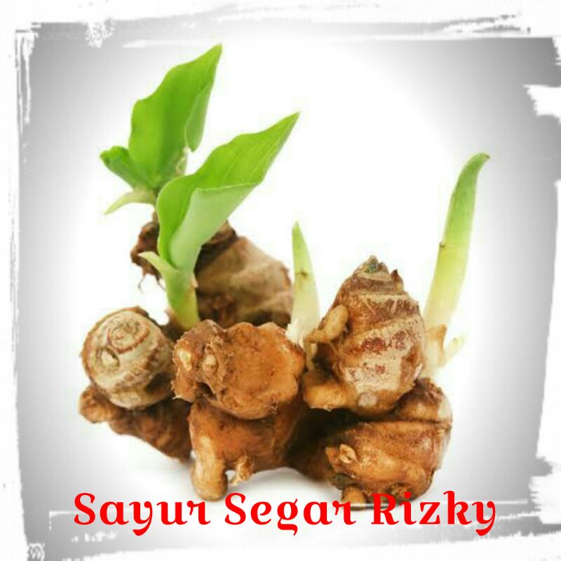 

Kencur 100g