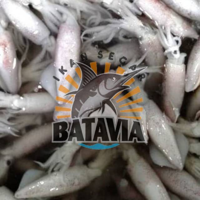 

CUMI segar murah enak bergizi