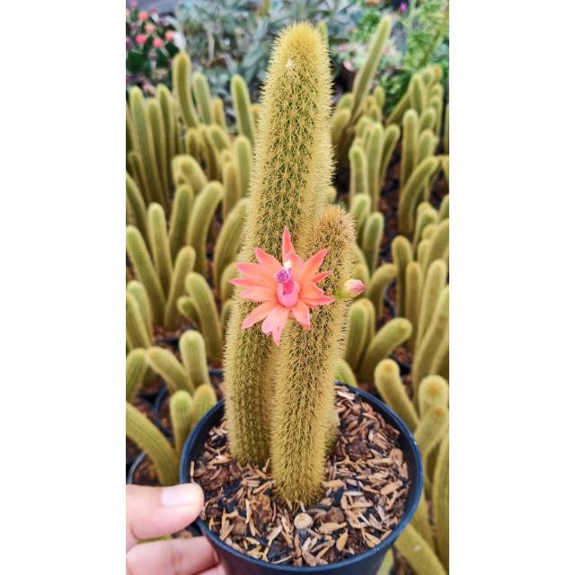 Ekor tupai ownroot big size