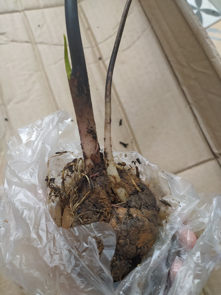 Keladi Urat Merah / Keladi Fanny Munson/ Keladi Brandy Wine