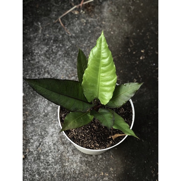 Anthurium hokeri black beauty (hokeri black beauty)