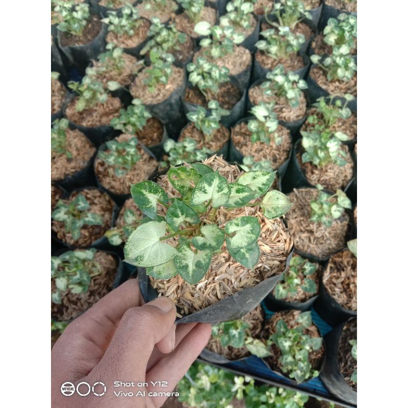 Syngonium mini/liliput