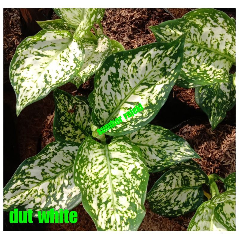 AGLONEMA WHITE ANJAMANI