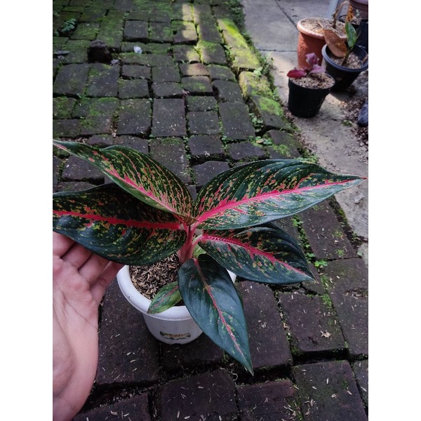 paket 2 aglonema tanian lokal hot laddy dan rengganis