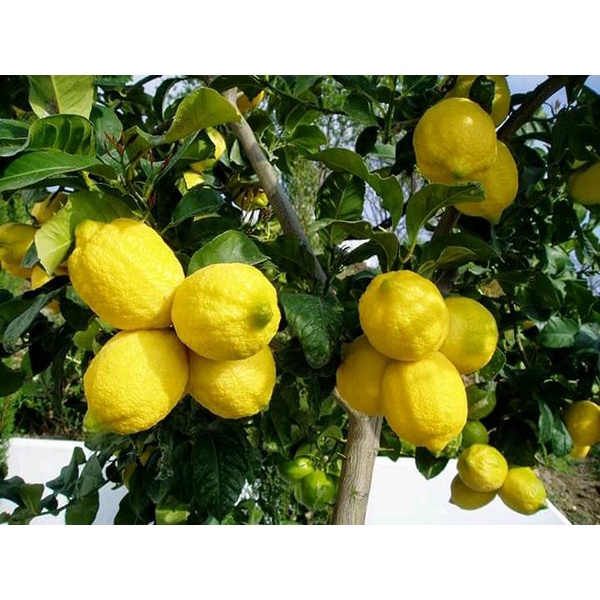 Bibit Tanaman Buah Jeruk Lemon Seedles/Tanaman Jeruk Lemon Tanpa Biji(Seedless)