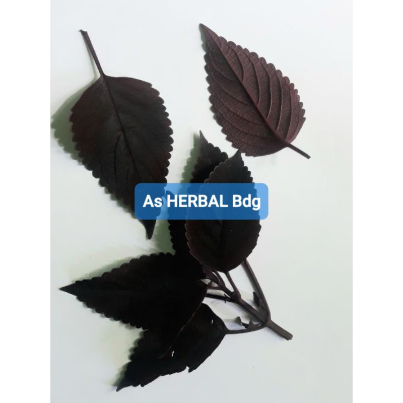 

Daun iler jawer kotok segar paket perlembar-az