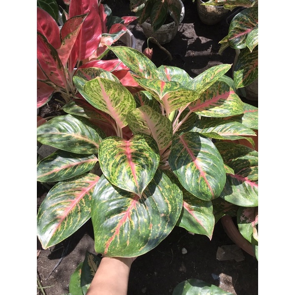 aglonema murah big papa rumpun 3 pohon